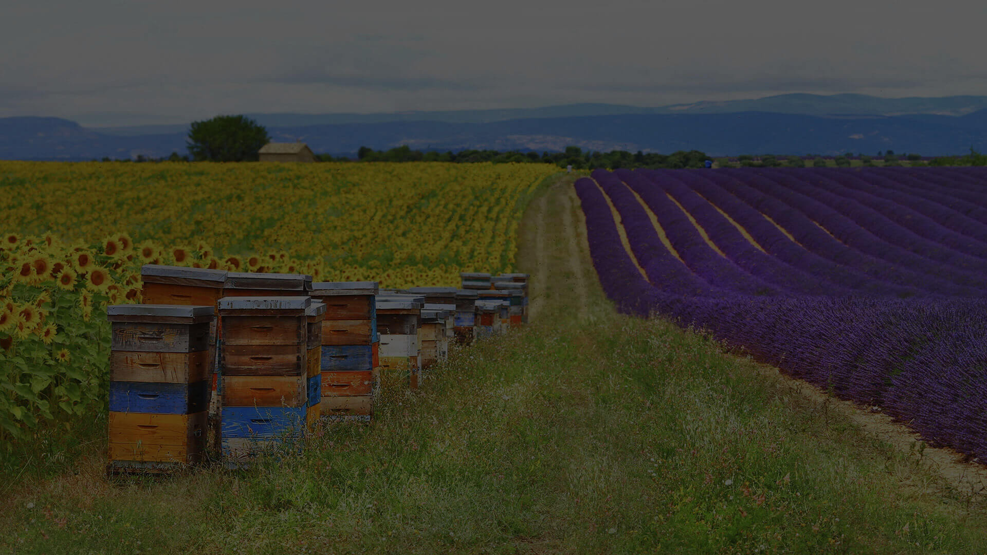 Winnies Bee Farm
